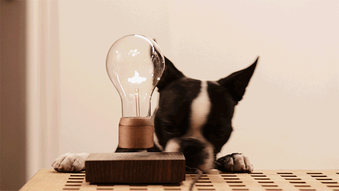 Dog with floating lightbulb
